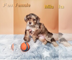 Aussiedoodle Miniature  Puppy for sale in HENDERSON, NV, USA