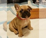 Puppy 6 French Bulldog