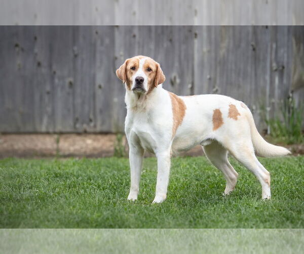 Medium Photo #2 Labrador Retriever-Unknown Mix Puppy For Sale in Bardstown, KY, USA