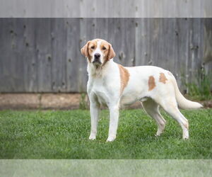 Shooter & Sparky - Male Labrador Retriever-Unknown Mix Dog for Adoption - Photo #2