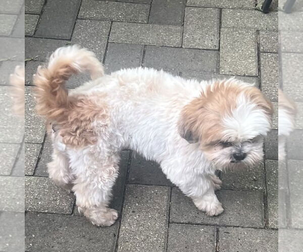 Medium Photo #2 Shih Tzu Puppy For Sale in Wheaton, IL, USA
