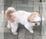 Small #1 Shih Tzu
