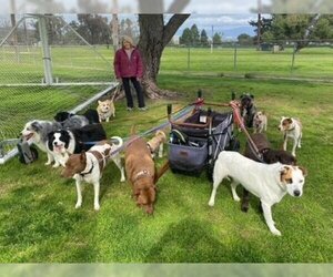 Boxer-Siberian Husky Mix Dogs for adoption in Ventura, CA, USA