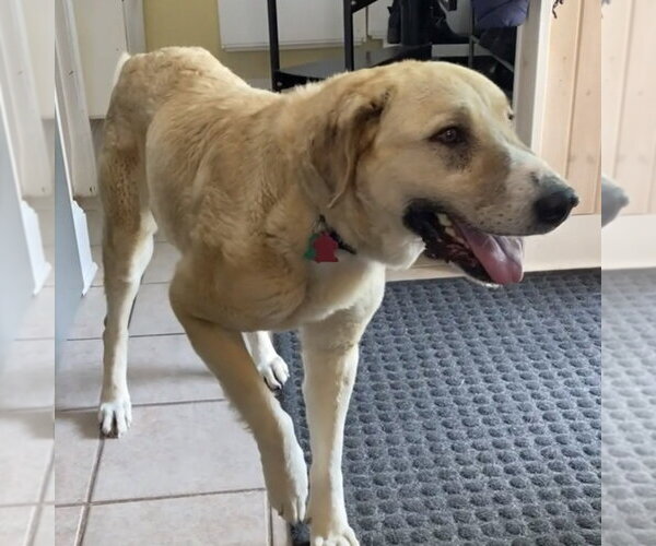 Medium Photo #2 Anatolian Shepherd Puppy For Sale in Minneapolis, MN, USA