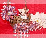 Small #1 Chihuahua