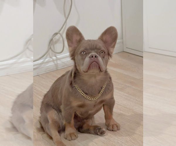 Medium Photo #2 French Bulldog Puppy For Sale in MORENO VALLEY, CA, USA