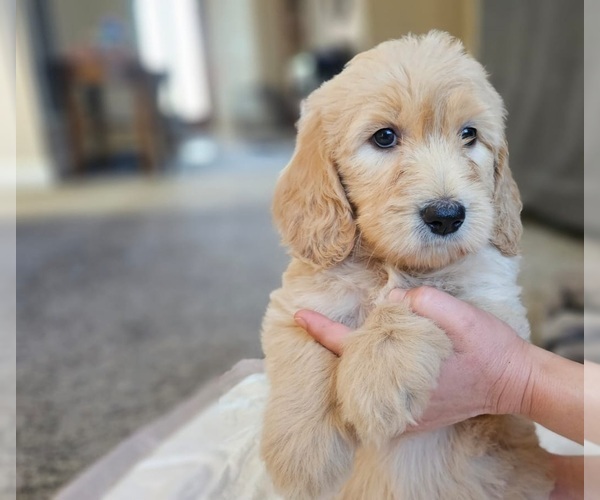 Medium Photo #42 Goldendoodle Puppy For Sale in KATY, TX, USA