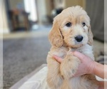 Small Photo #42 Goldendoodle Puppy For Sale in KATY, TX, USA