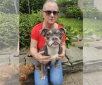 Small #1 American Pit Bull Terrier-Chihuahua Mix