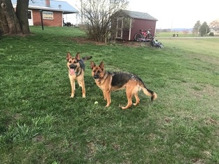 German Shepherd Dog Puppy for sale in DUNCANNON, PA, USA