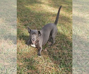 Mutt Dogs for adoption in Wakefield, RI, USA