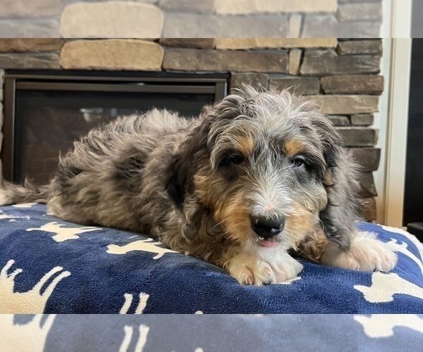 Medium Photo #5 Bernedoodle Puppy For Sale in NOBLESVILLE, IN, USA