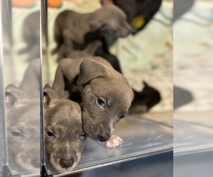 American Pit Bull Terrier Puppy for sale in LITHONIA, GA, USA