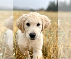 Golden Retriever Puppy for sale in SPOKANE, WA, USA