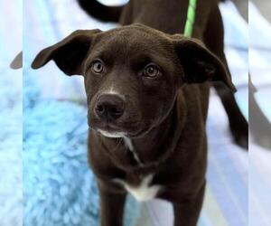 Chocolate Labrador retriever-Unknown Mix Dogs for adoption in Yardley, PA, USA