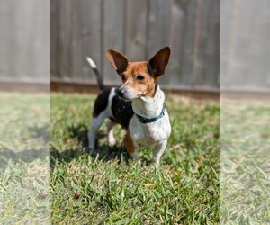 Chiweenie Dogs for adoption in Missouri City, TX, USA