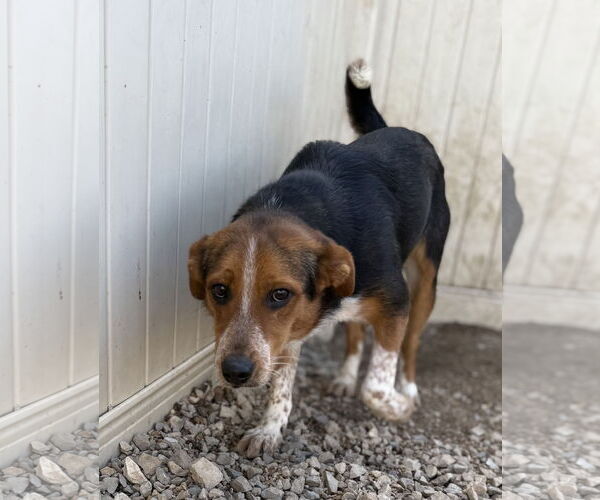 Medium Photo #3 Beagle Puppy For Sale in Corning, AR, USA