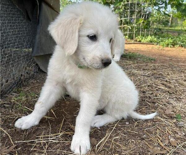 Medium Photo #1 Great Pyrenees Puppy For Sale in MULLIN, TX, USA