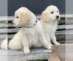 Small Photo #3 English Cream Golden Retriever Puppy For Sale in BARNWELL, SC, USA