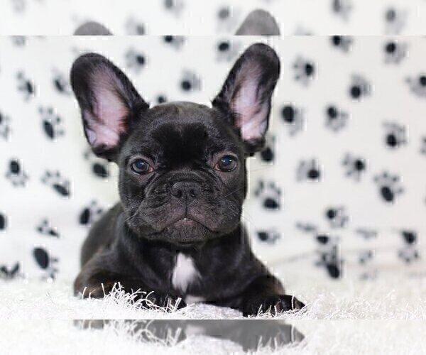 Medium Photo #3 French Bulldog Puppy For Sale in WILTON, CT, USA