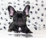 Small Photo #3 French Bulldog Puppy For Sale in WILTON, CT, USA