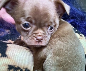Medium Chihuahua
