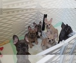 Small Photo #4 French Bulldog Puppy For Sale in BATTLE CREEK, MI, USA