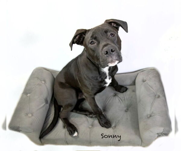 Medium Photo #3 Boxador Puppy For Sale in Hot Springs Village, AR, USA