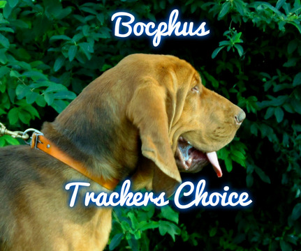 Medium Photo #1 Bloodhound Puppy For Sale in WALDRON, AR, USA