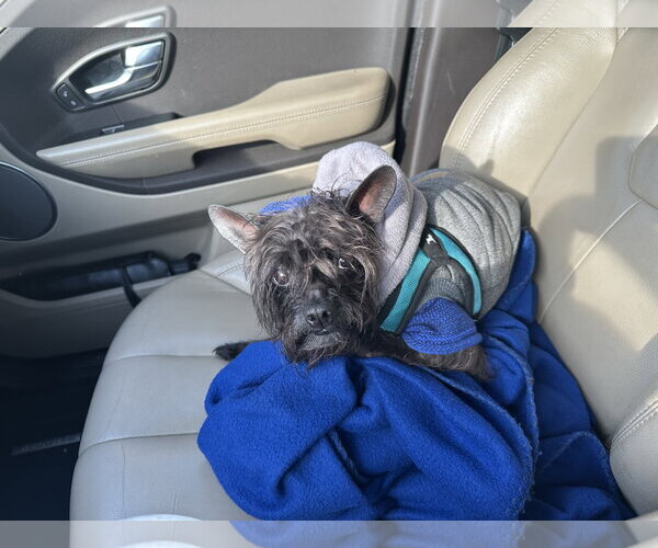 Medium Photo #2 Boston Terrier-Poodle (Toy) Mix Puppy For Sale in Doylestown, PA, USA