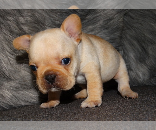 Medium Photo #6 French Bulldog Puppy For Sale in VERONA, MO, USA