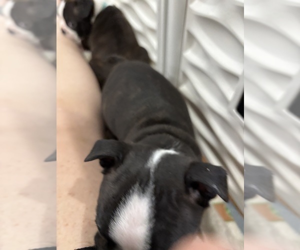 Medium Photo #5 Boston Terrier Puppy For Sale in CRYSTAL, MN, USA