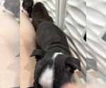 Small #4 Boston Terrier