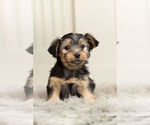 Small Photo #6 YorkiePoo Puppy For Sale in WARSAW, IN, USA