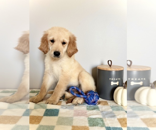 Medium Photo #3 Golden Retriever Puppy For Sale in INDIANAPOLIS, IN, USA