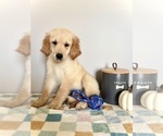 Small #2 Golden Retriever