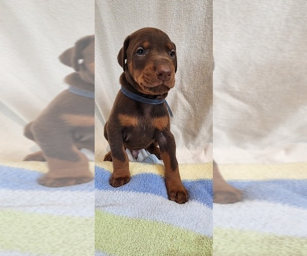 Medium Photo #7 Doberman Pinscher Puppy For Sale in RIVERSIDE, CA, USA