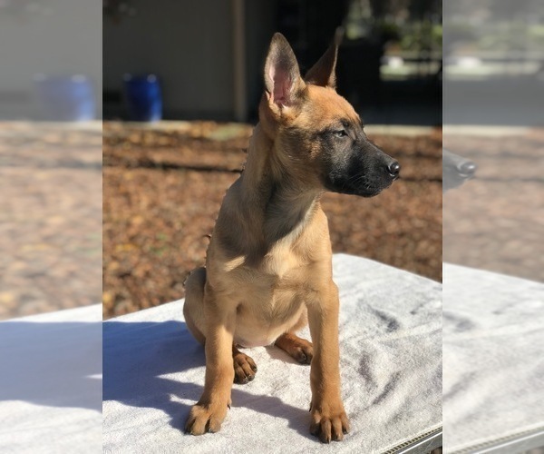 Medium Photo #6 Belgian Malinois Puppy For Sale in VACAVILLE, CA, USA