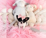 Hand delivery - Female Chihuahua Puppy for Sale - Photo #8