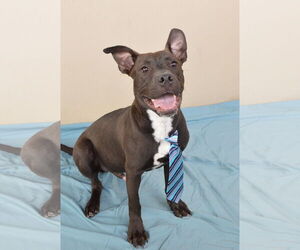 American Staffordshire Terrier-Labrador Retriever Mix Dogs for adoption in McKinney, TX, USA