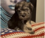 Small #3 Schnauzer (Miniature)