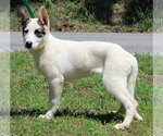Small #1 Siberian Husky Mix