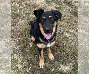 Minnie - Female Australian Shepherd Dog for Adoption - Photo #2