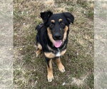 Small Photo #2 Australian Shepherd Puppy For Sale in Evansville, IN, USA