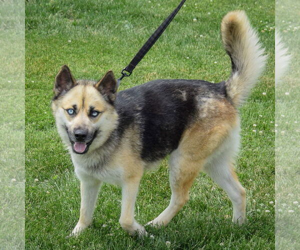 Medium Photo #6 German Shepherd Dog-Huskies  Mix Puppy For Sale in Huntley, IL, USA