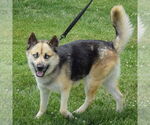 Small #5 German Shepherd Dog-Huskies  Mix