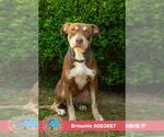 Small #1 Labrador Retriever Mix