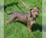 Small #1 American Staffordshire Terrier Mix