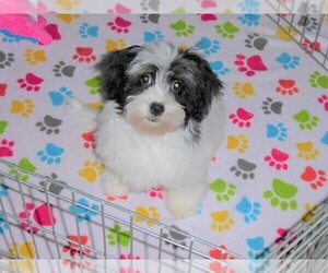Lhasa Apso-Poodle (Toy) Mix Puppy for sale in ORO VALLEY, AZ, USA
