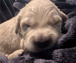 Small Photo #38 Golden Retriever Puppy For Sale in MODESTO, CA, USA